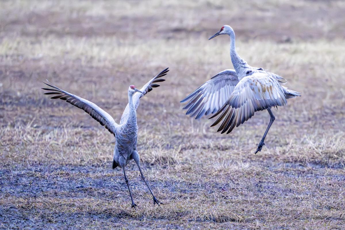 Sandhill cranes dancing in the early morning light