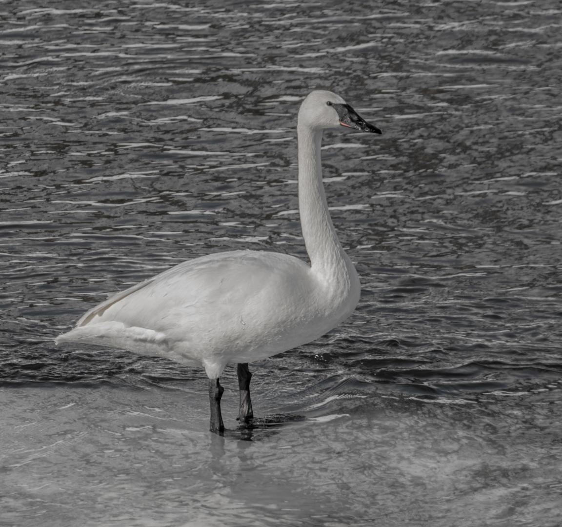 Trumpeter Swan Standing on Ice