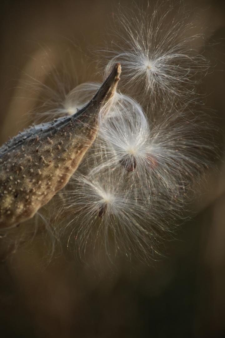 Competition entry: Wisps in the Wind