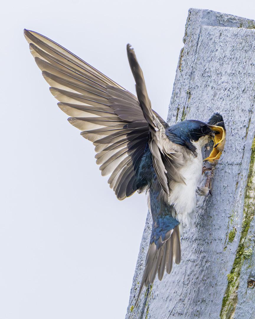 Tree swallow parent feeding hungry babies