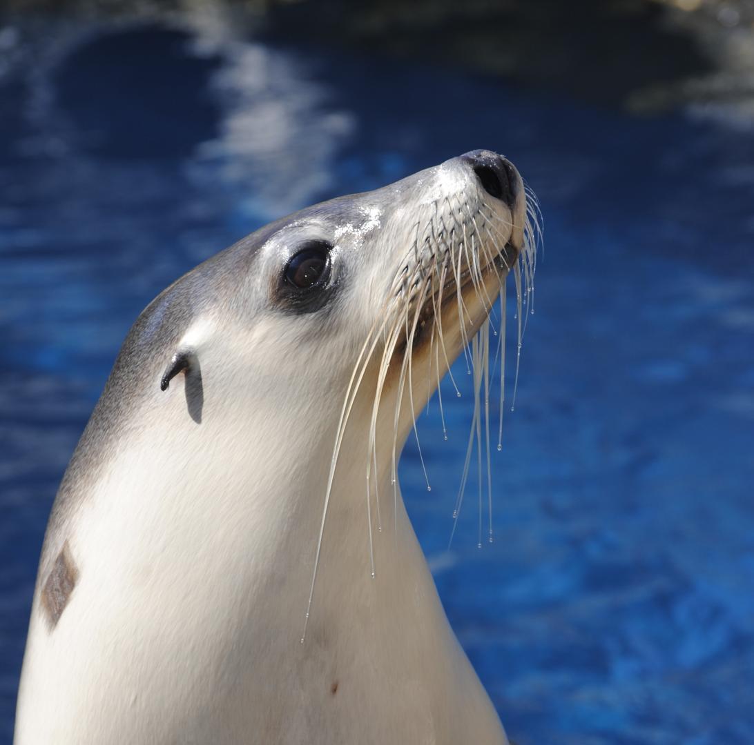 Competition entry: "Got fish?"