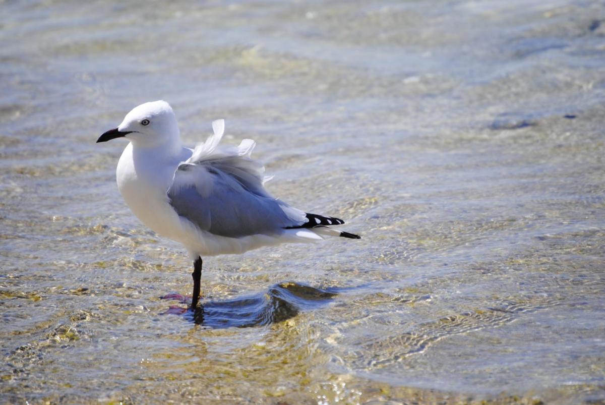 Competition entry: Wind Ruffled Feathers