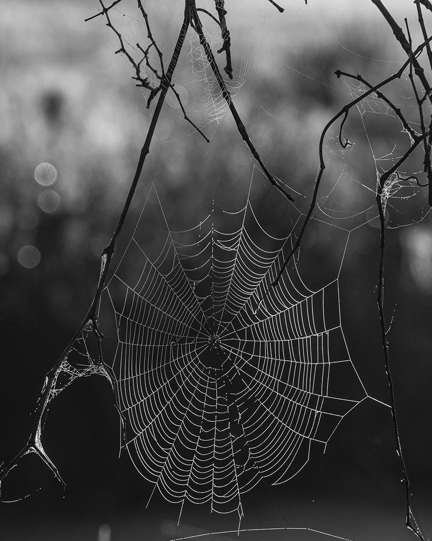 Competition entry: Cobweb