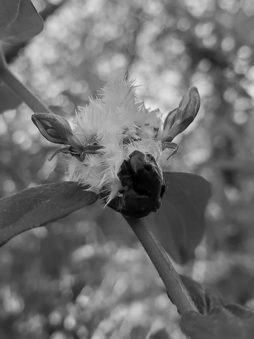 Competition entry: Sheep, or Flower?