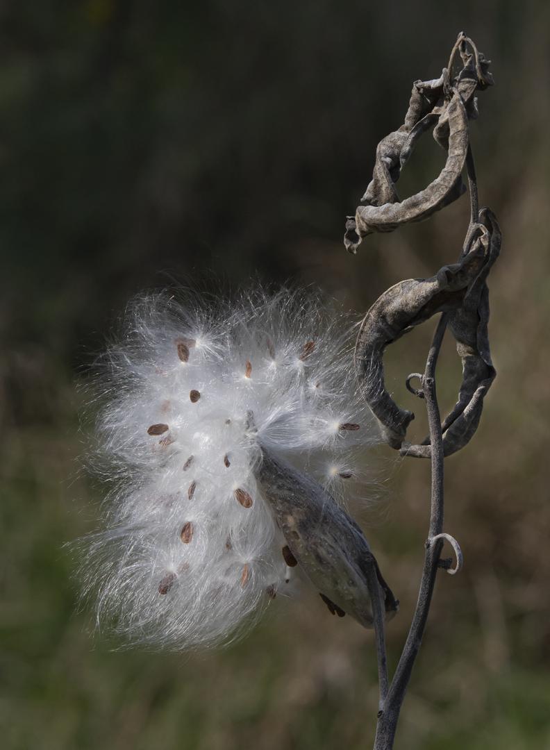 Competition entry: Milkweed