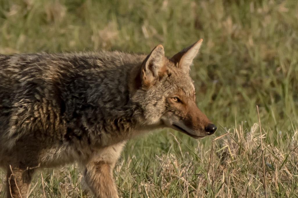 Competition entry: Morning Hunt