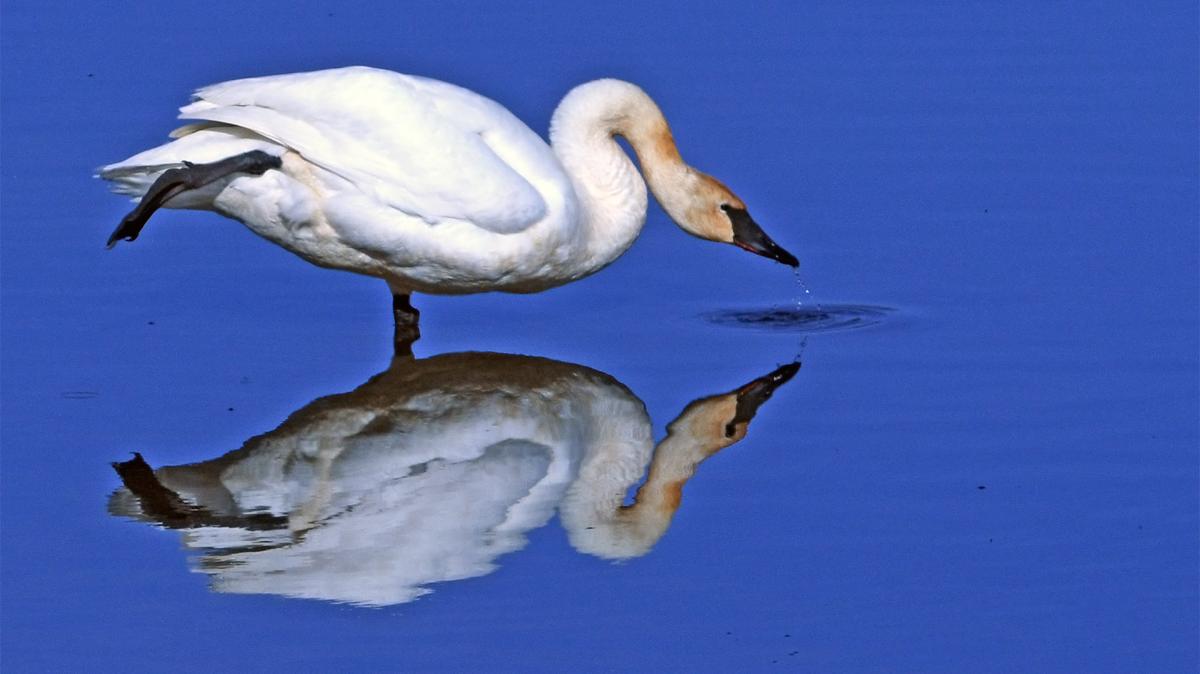 Competition entry: A Leg Up