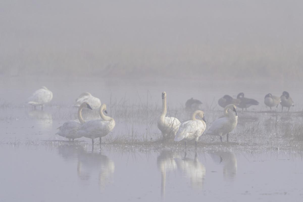 Trumpeter swans in the early morning fog