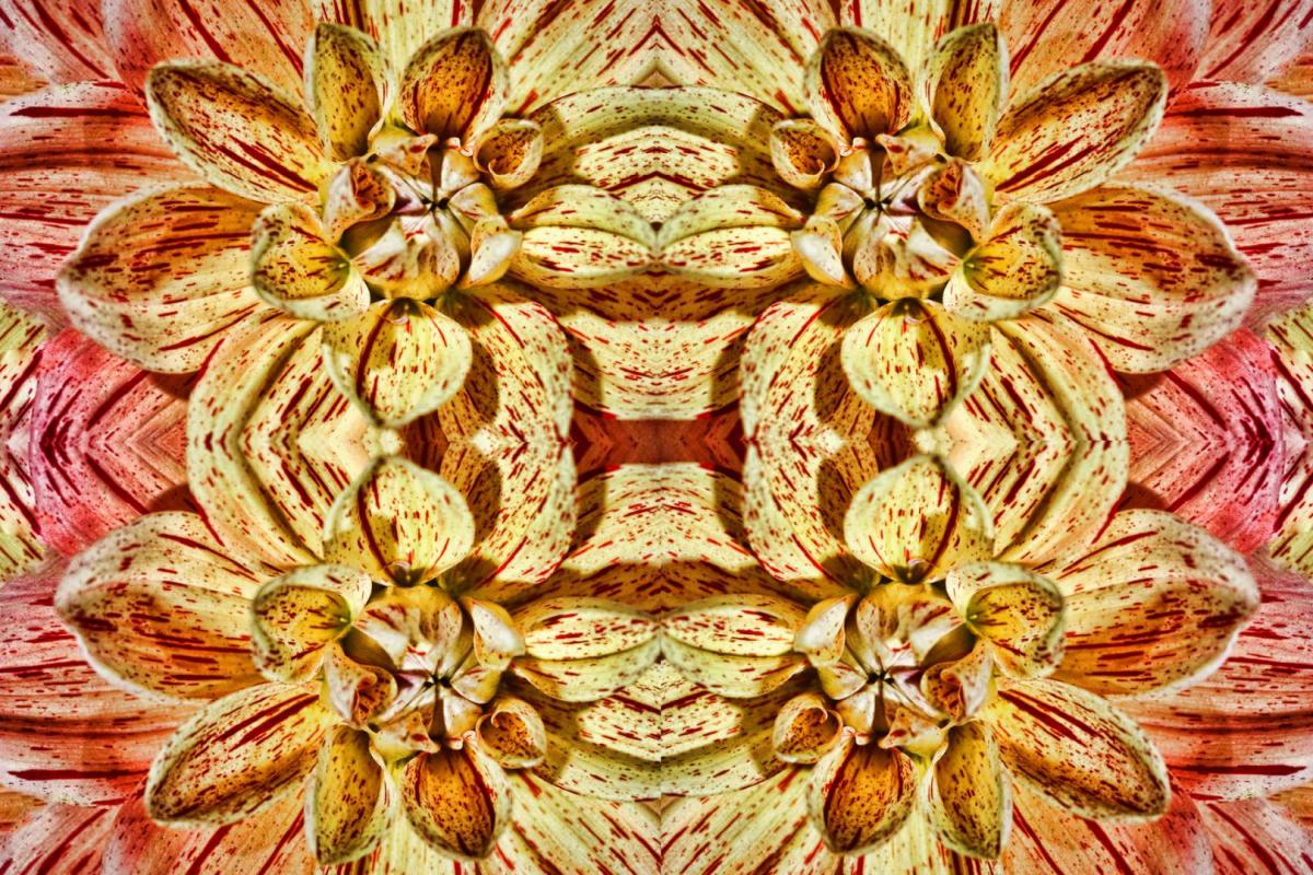 Competition entry: Dahlia Quadruple