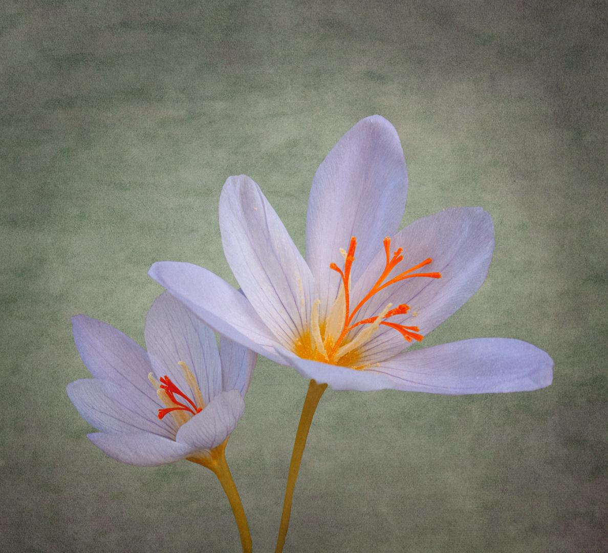 Competition entry: Fall Crocus