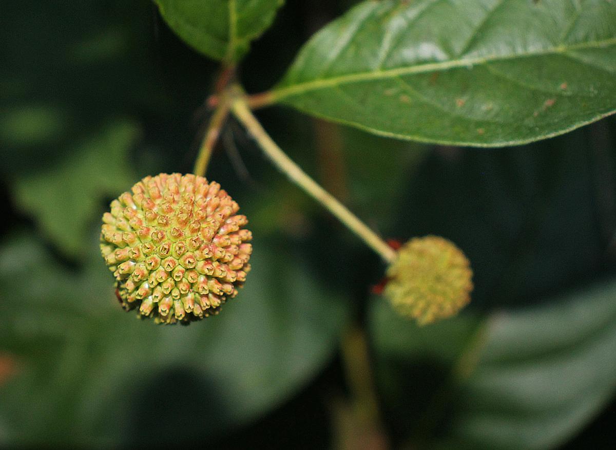 Competition entry: Buttonbush