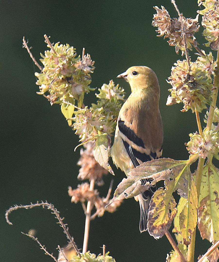 Competition entry: Golden Peace