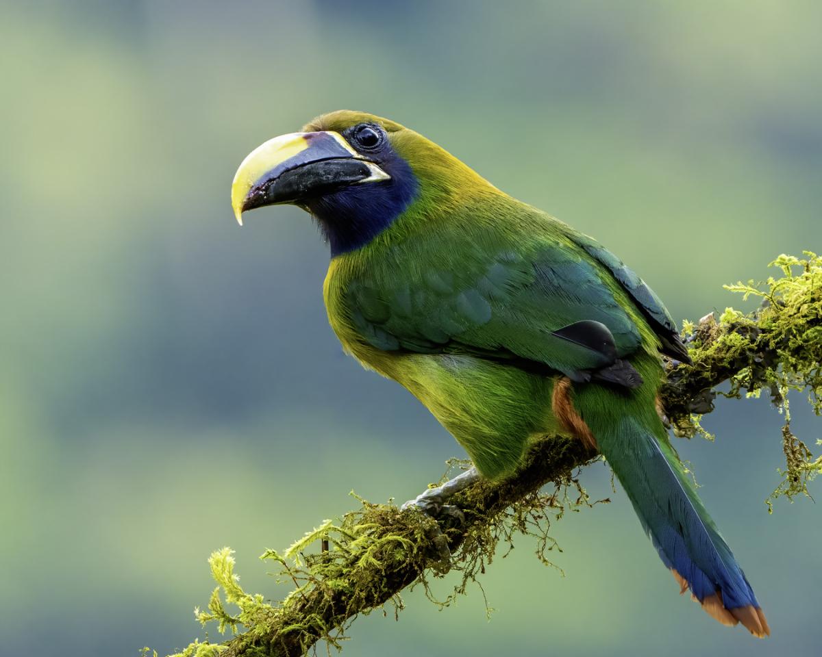 Emerald Toucanet