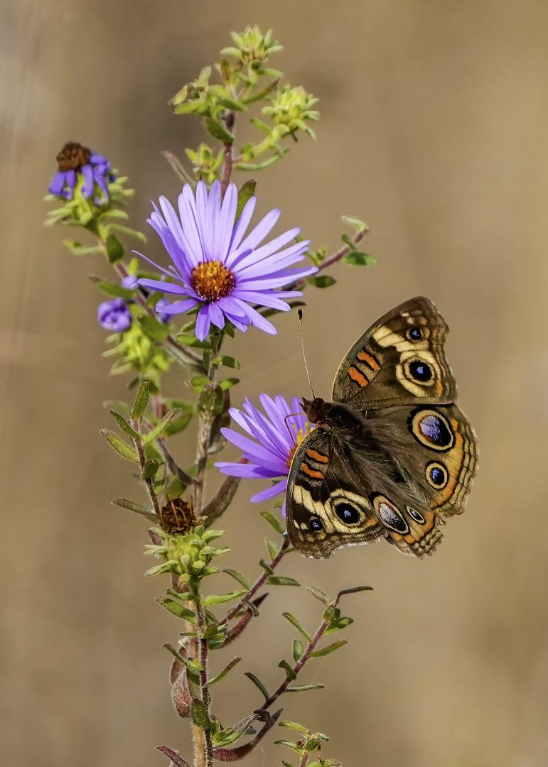 Common Buckeye on purple Asters.