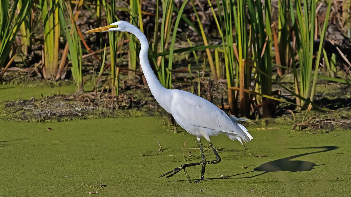 Competition entry: Me And My Shadow