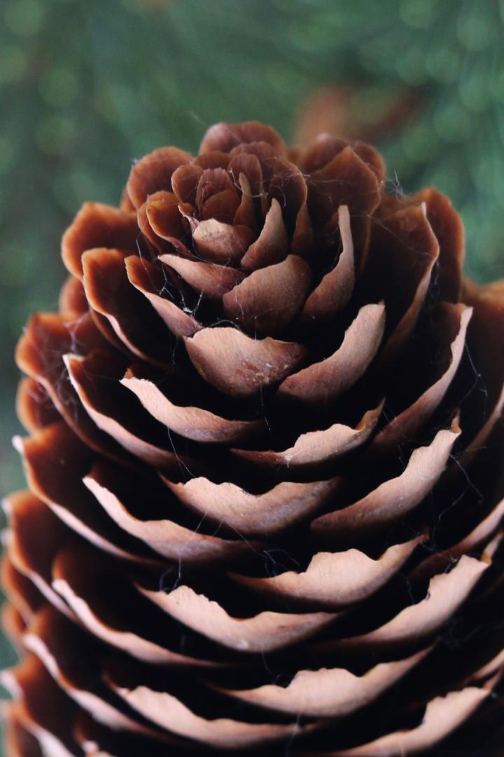 Competition entry: Pine Cone