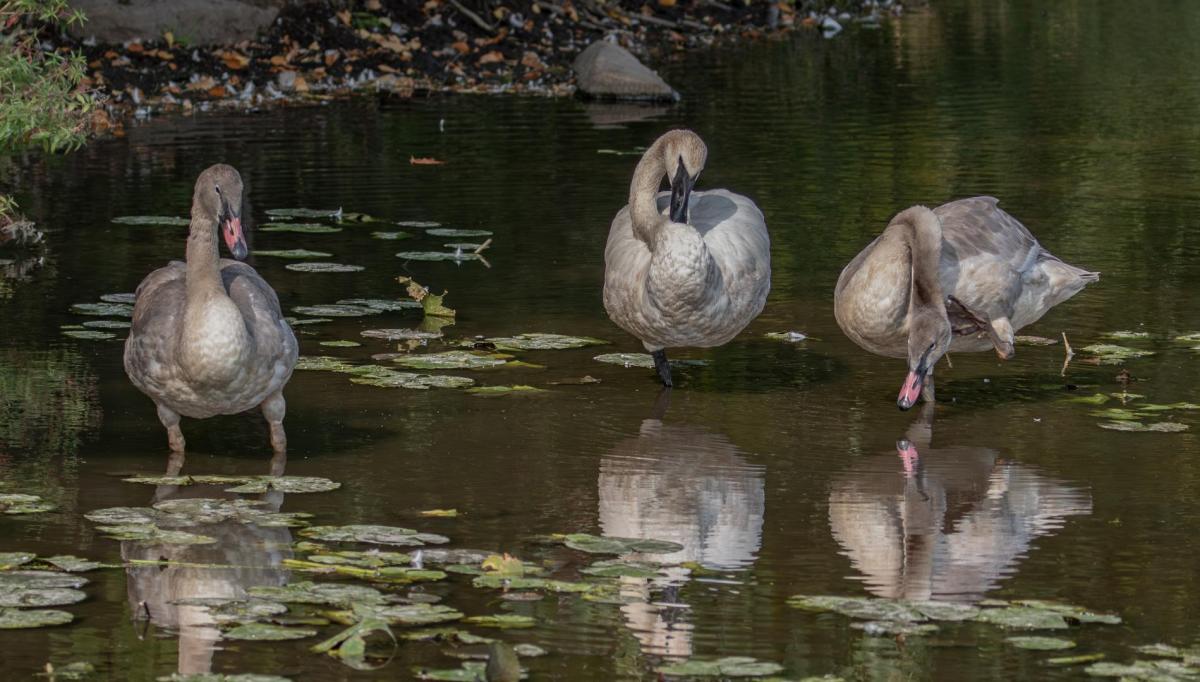 Young Swans Preening