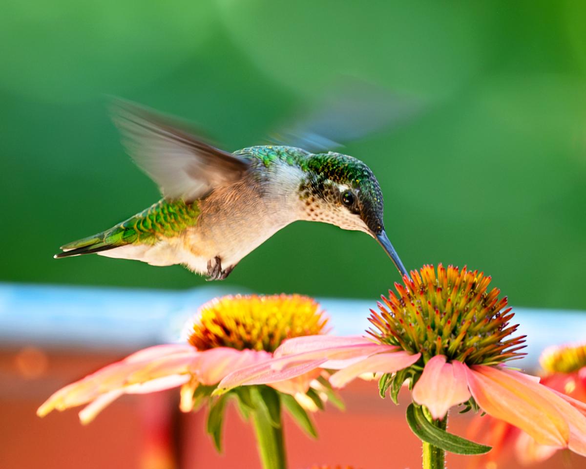 Competition entry: A tasty treat