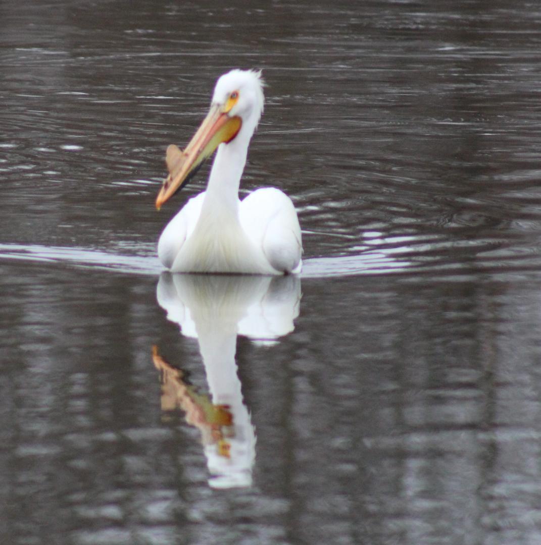 Competition entry: Alone