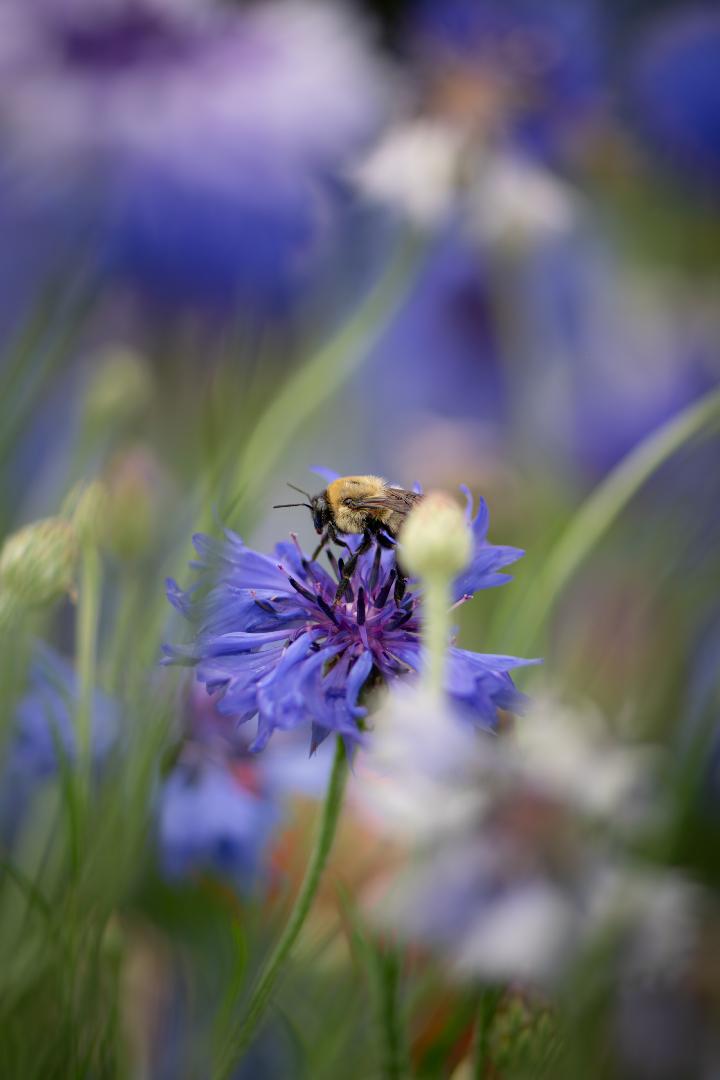 Bumblebee on a flower