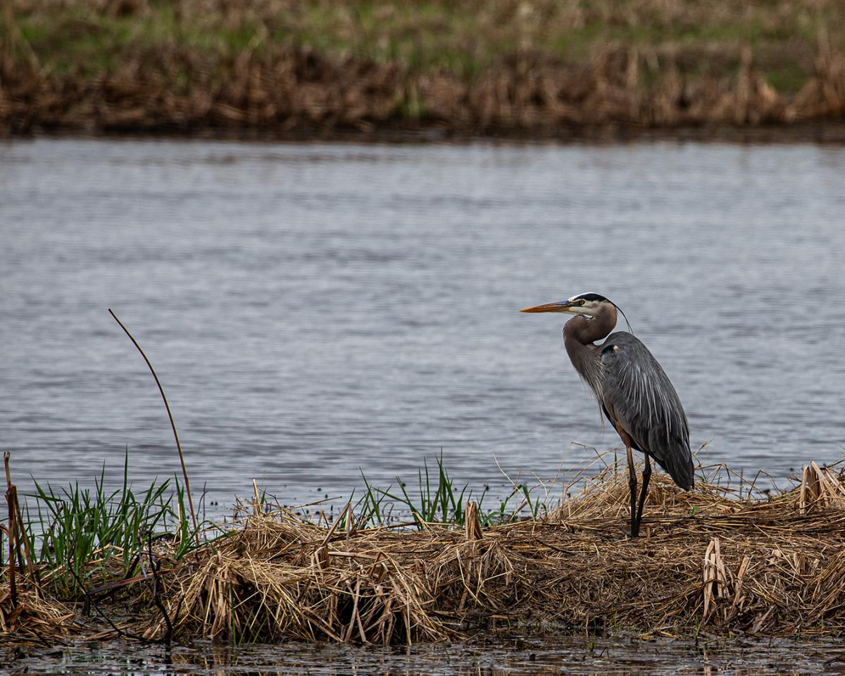 Competition entry: Heron Looking Left