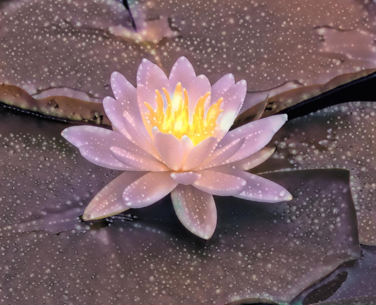 Competition entry: Waterlily