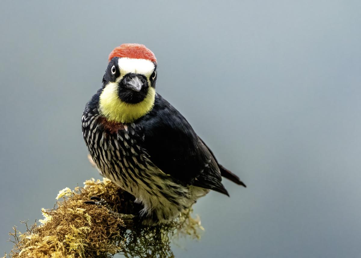 Acorn woodpecker from Costa Rica