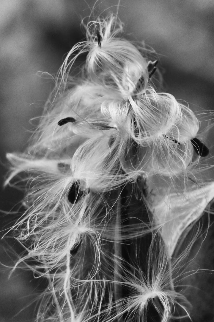 Competition entry: Milkweed