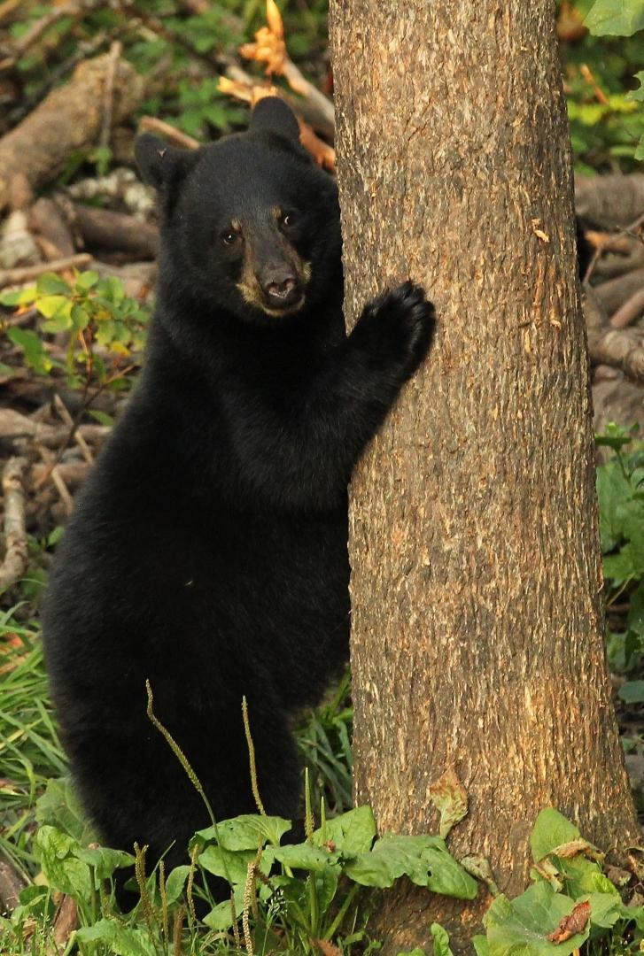 Competition entry: Peek A Boo