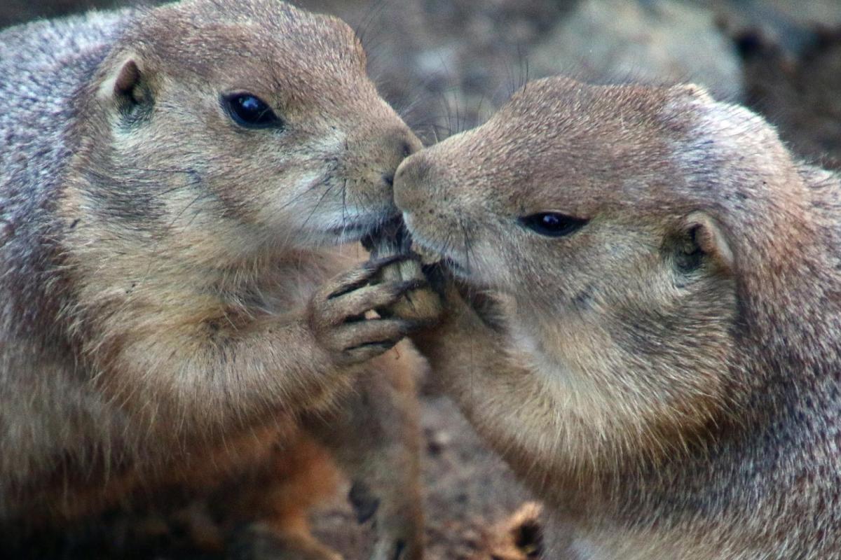 Competition entry: Prairie Dogs