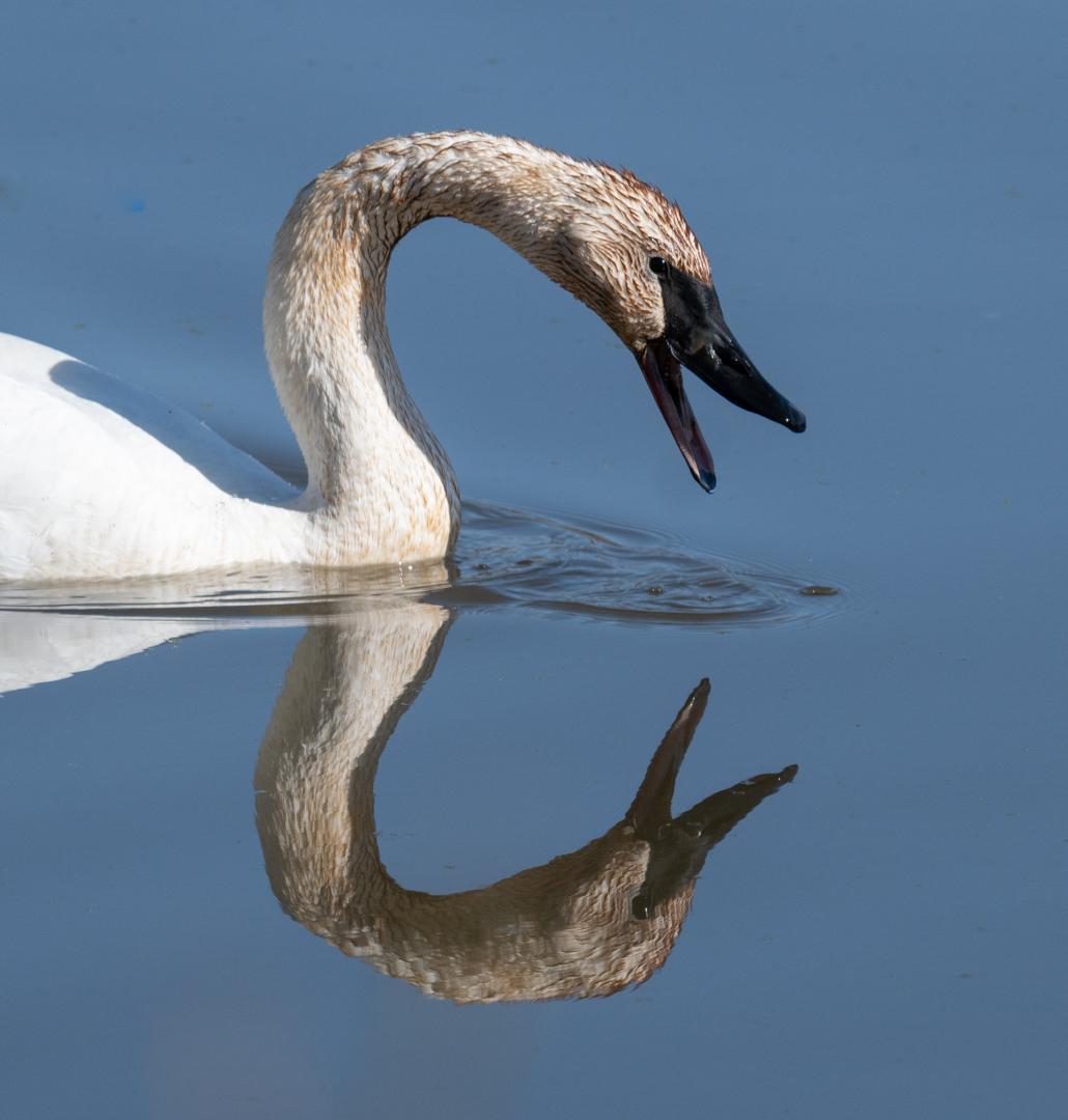 Competition entry: Reflection