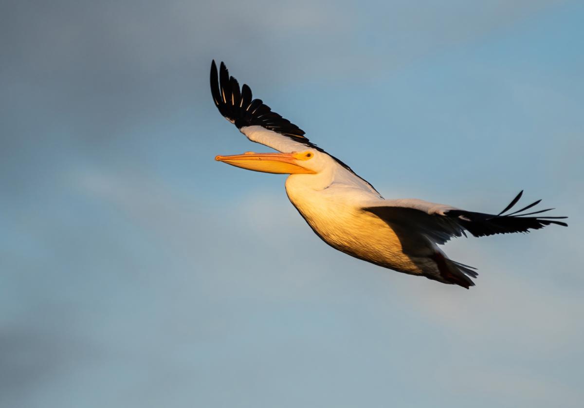 Competition entry: White Pelican In Flight