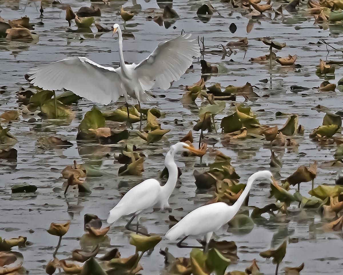 Competition entry: All Together Now