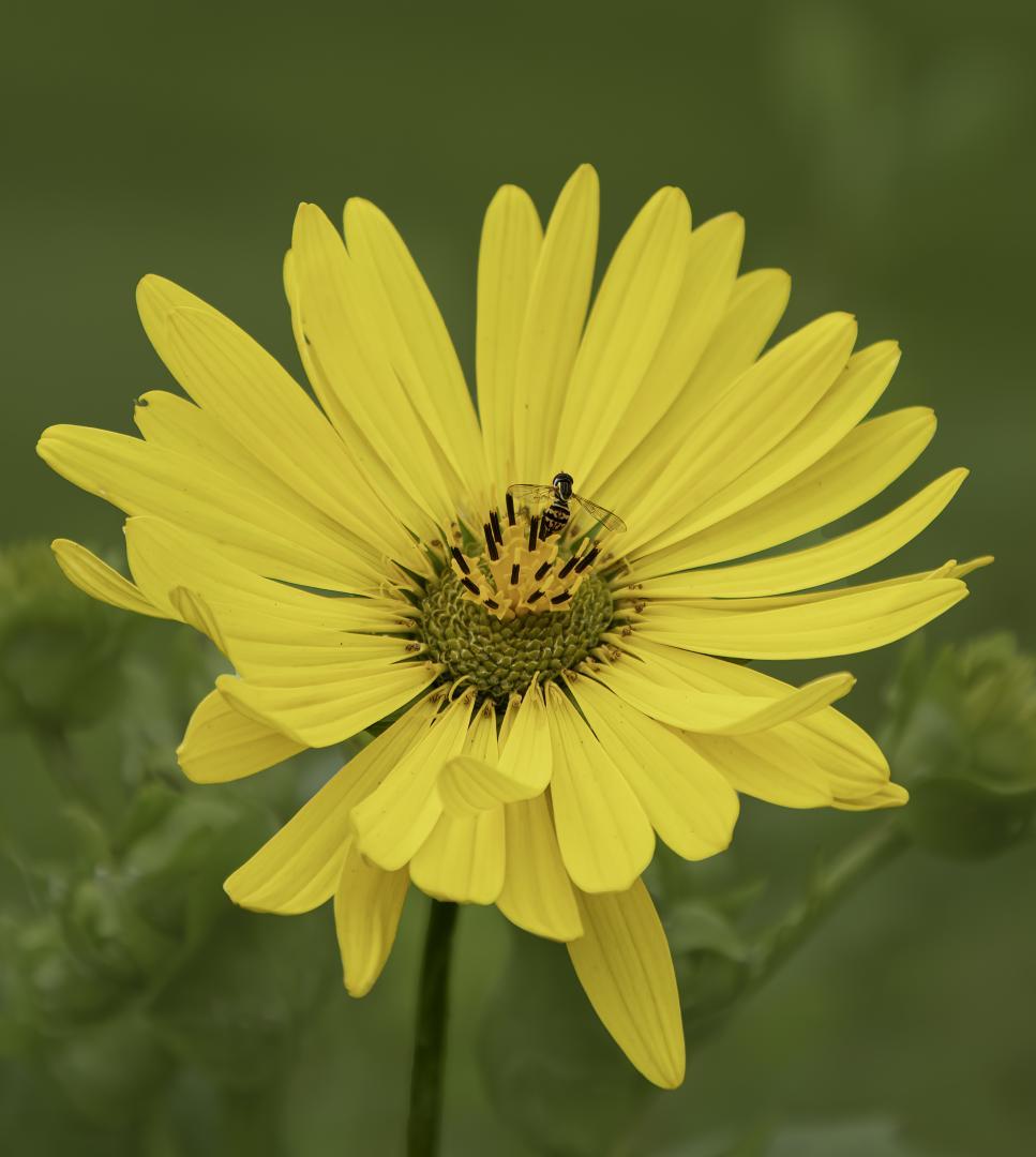 Competition entry: Compass Plant