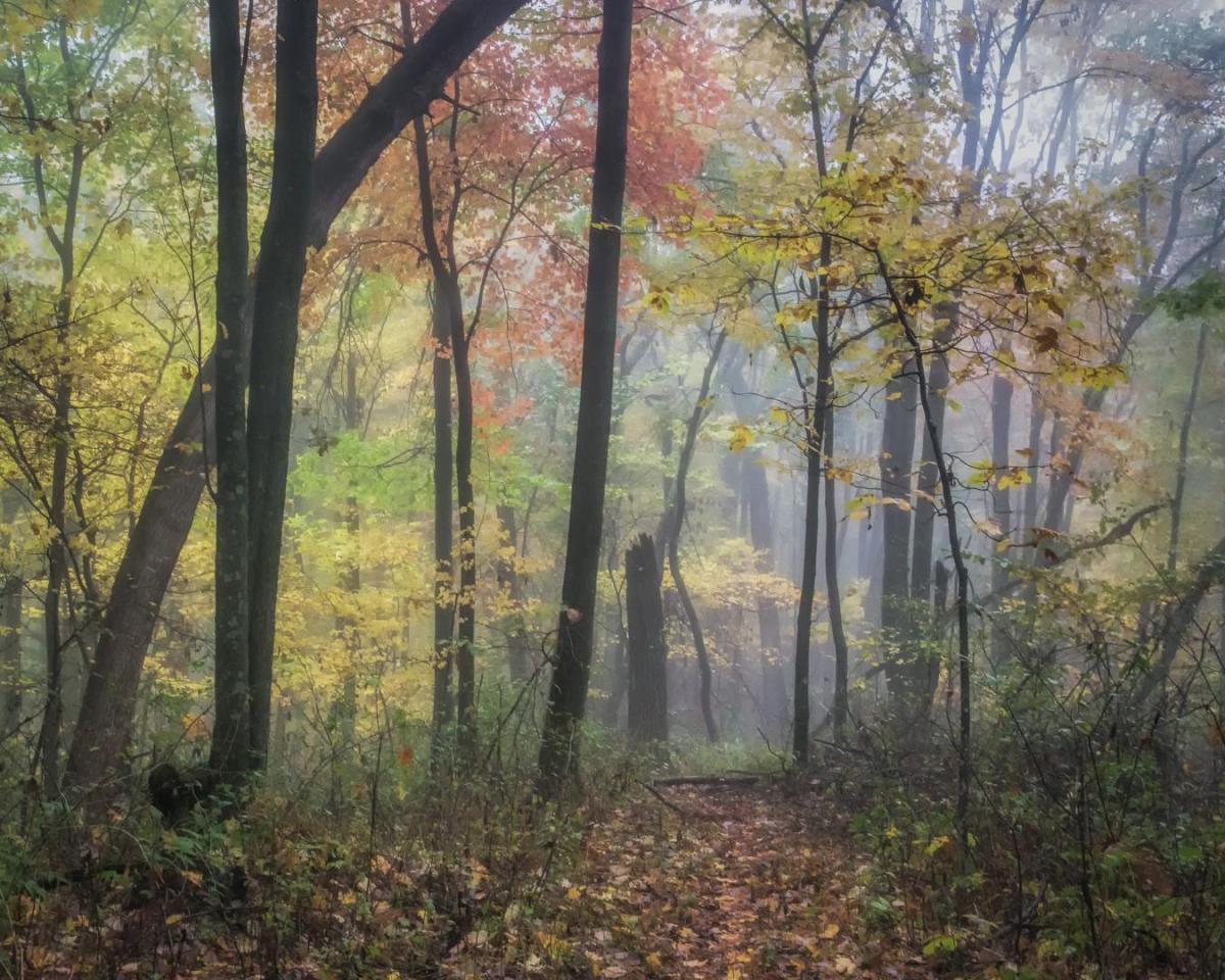 Competition entry: Fall colors