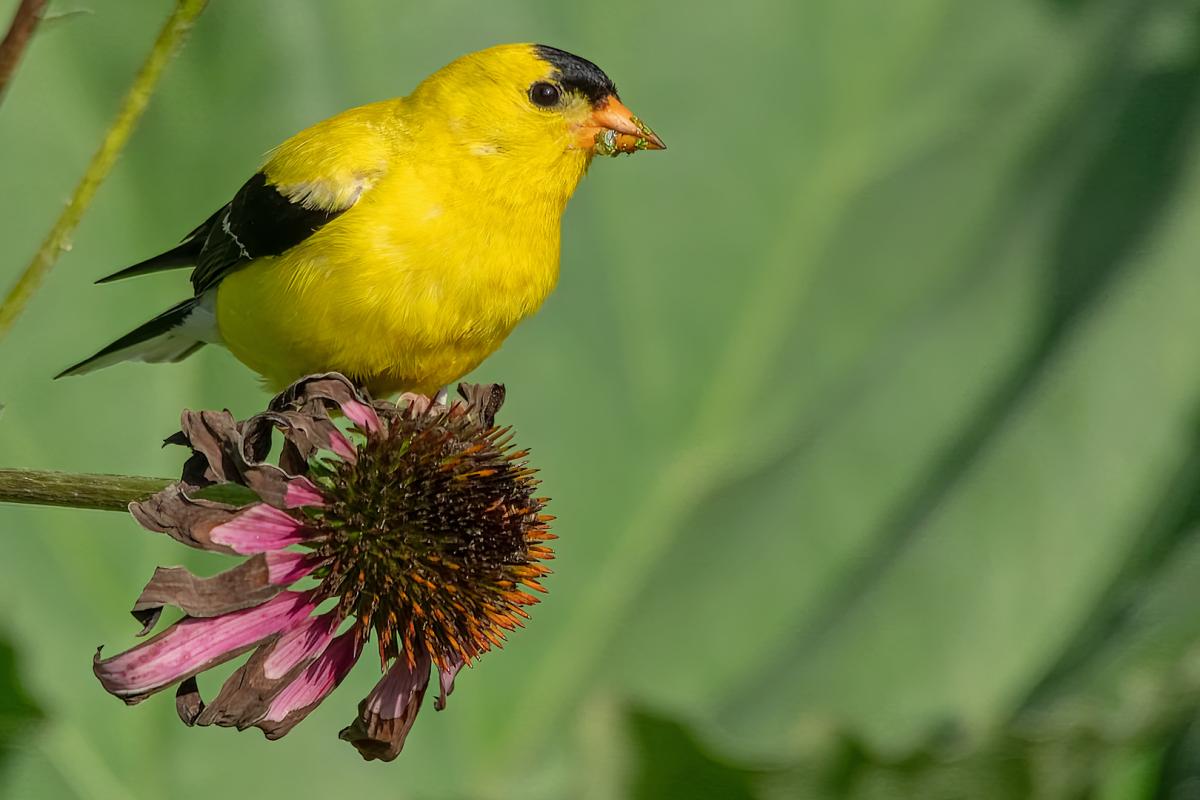 Competition entry: Finch on Cone Flower