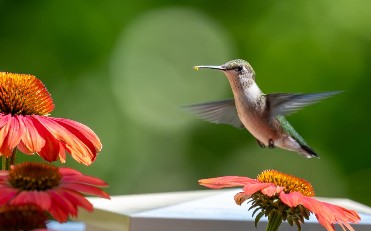 Competition entry: Hungry Hummingbird