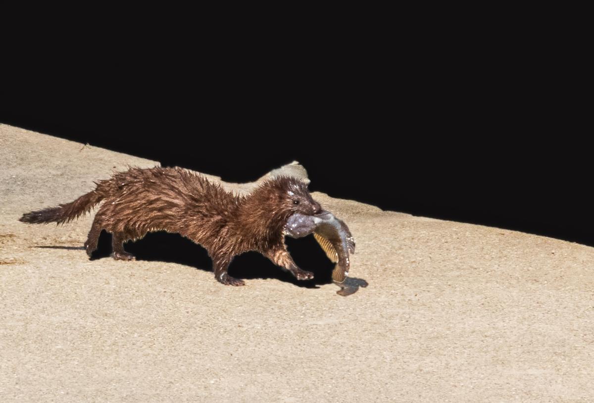Competition entry: Lake Michigan Mink With Fish