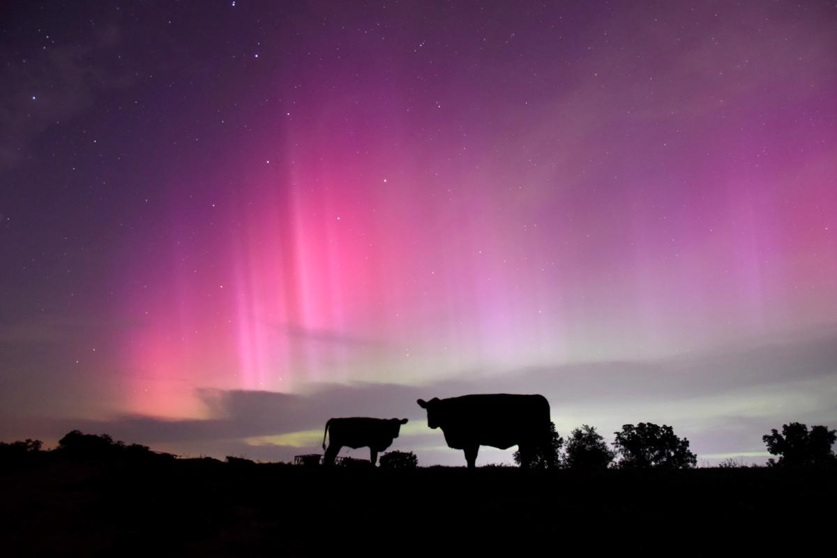 Competition entry: Pasture Paradise