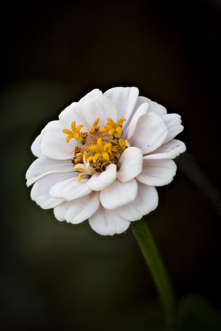 Closeup of white zinnia.