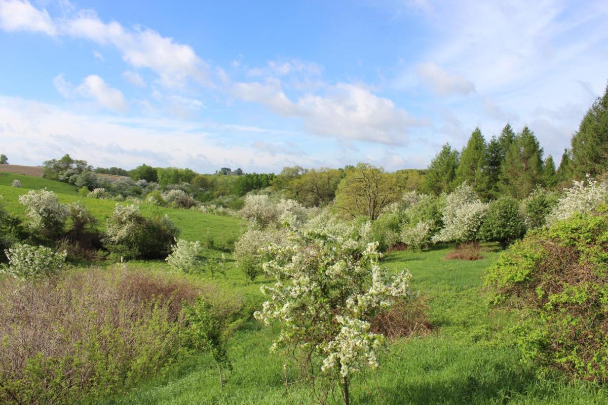 Competition entry: Blossoms