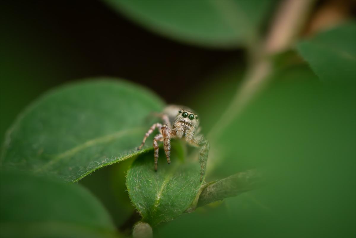 Competition entry: "Who are you?"