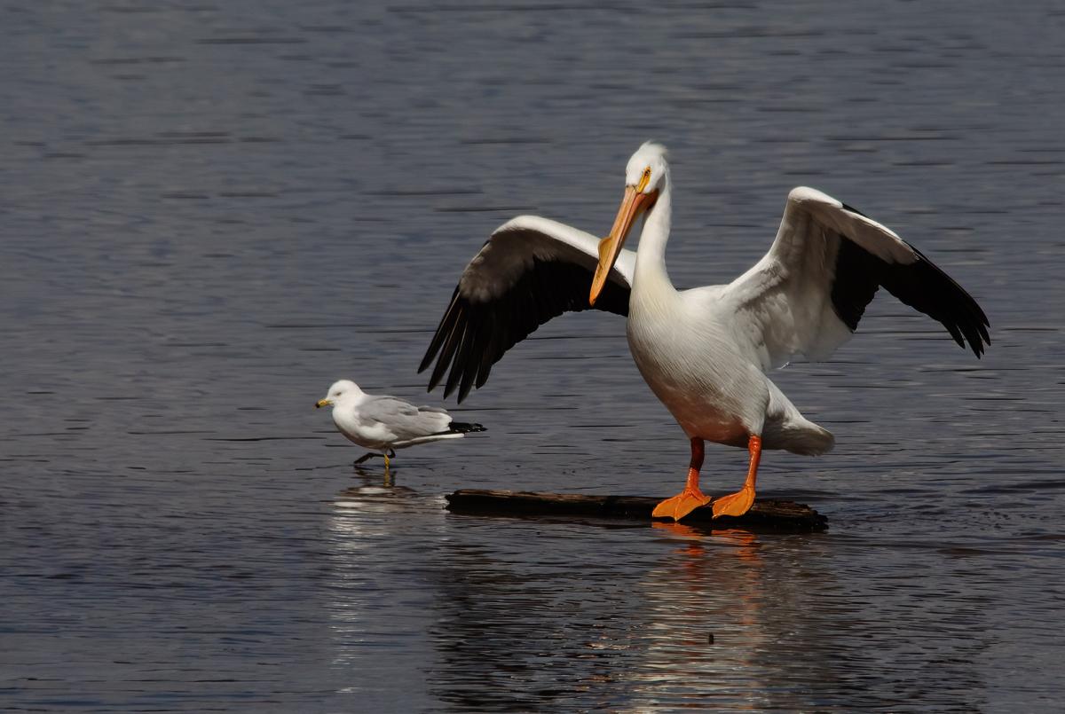 Competition entry: Go away kid, you bother me