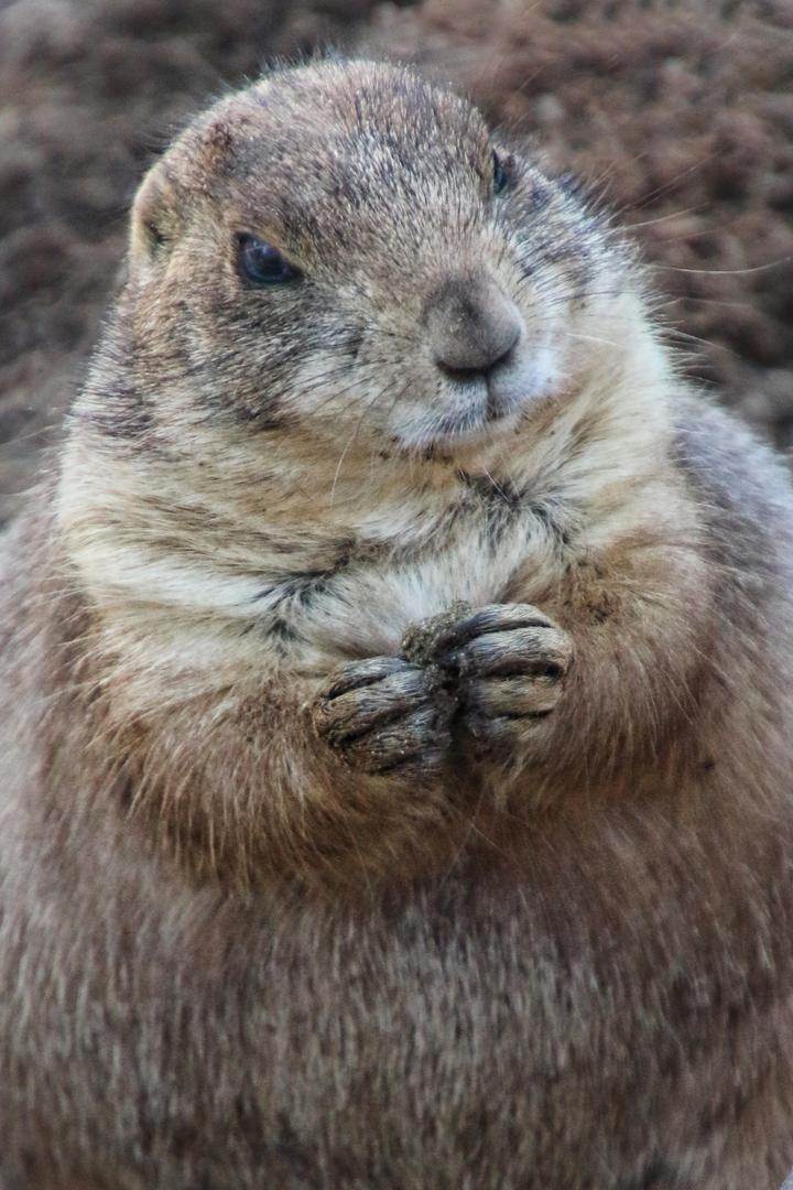 Competition entry: Praying Prairie Dog