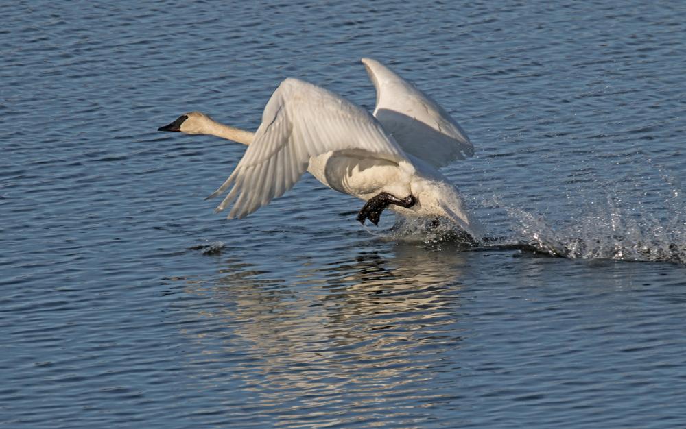 Competition entry: Trumpeter Swan Takes Flight