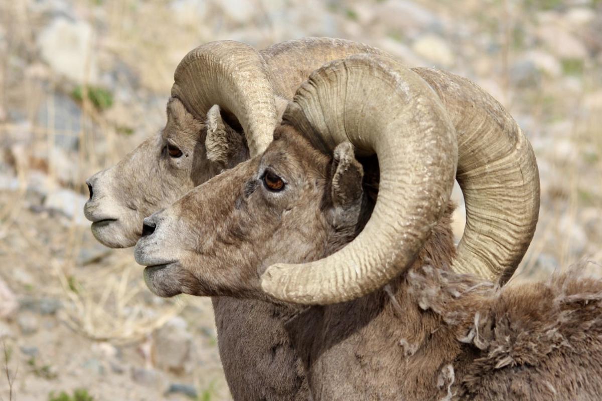 Competition entry: Two Of A Kind