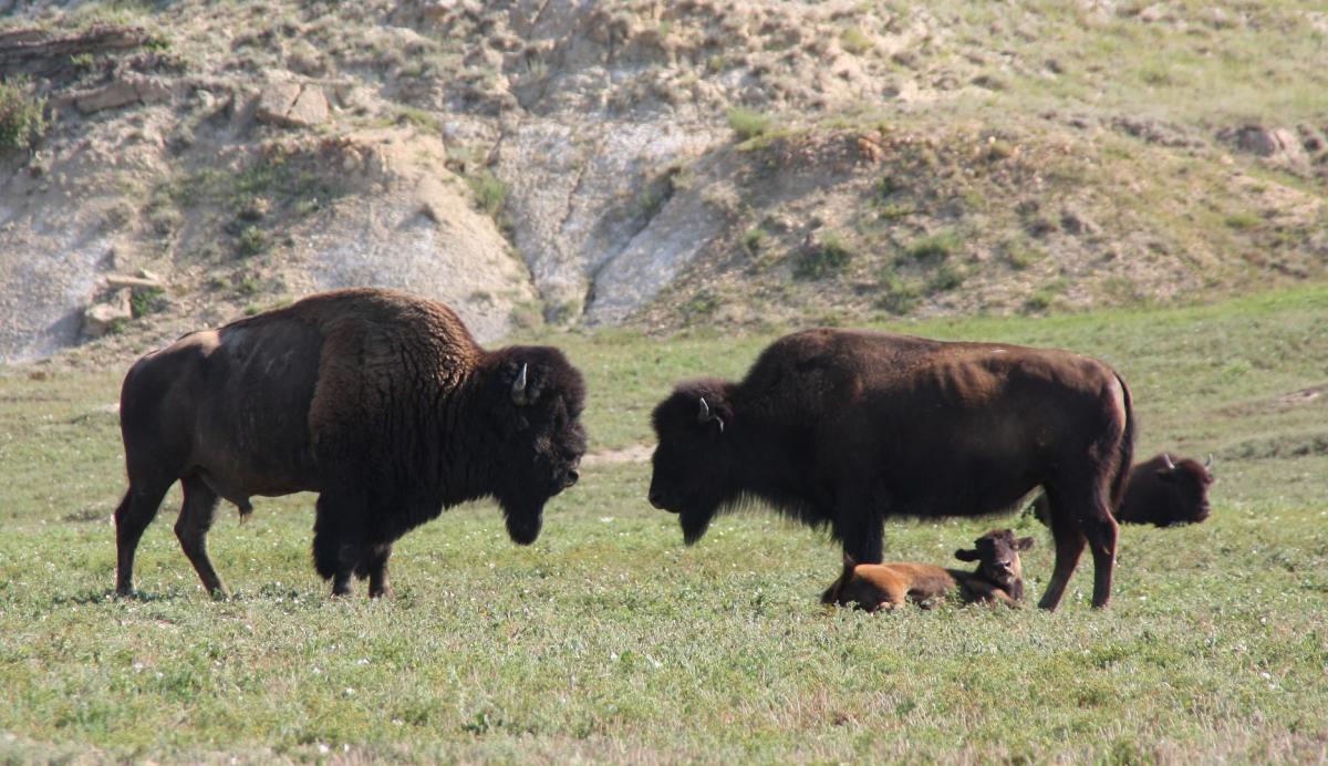 Competition entry: Playing Chicken?