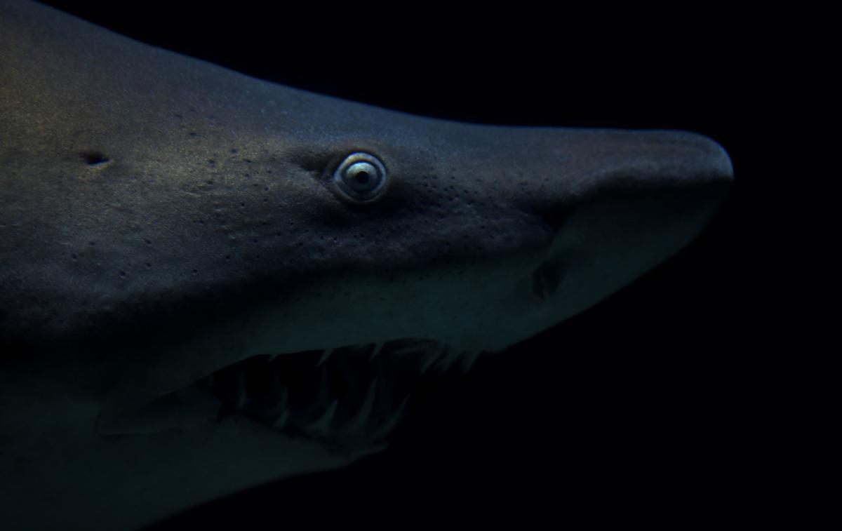 Competition entry: "Come on in, the water's... nope!"