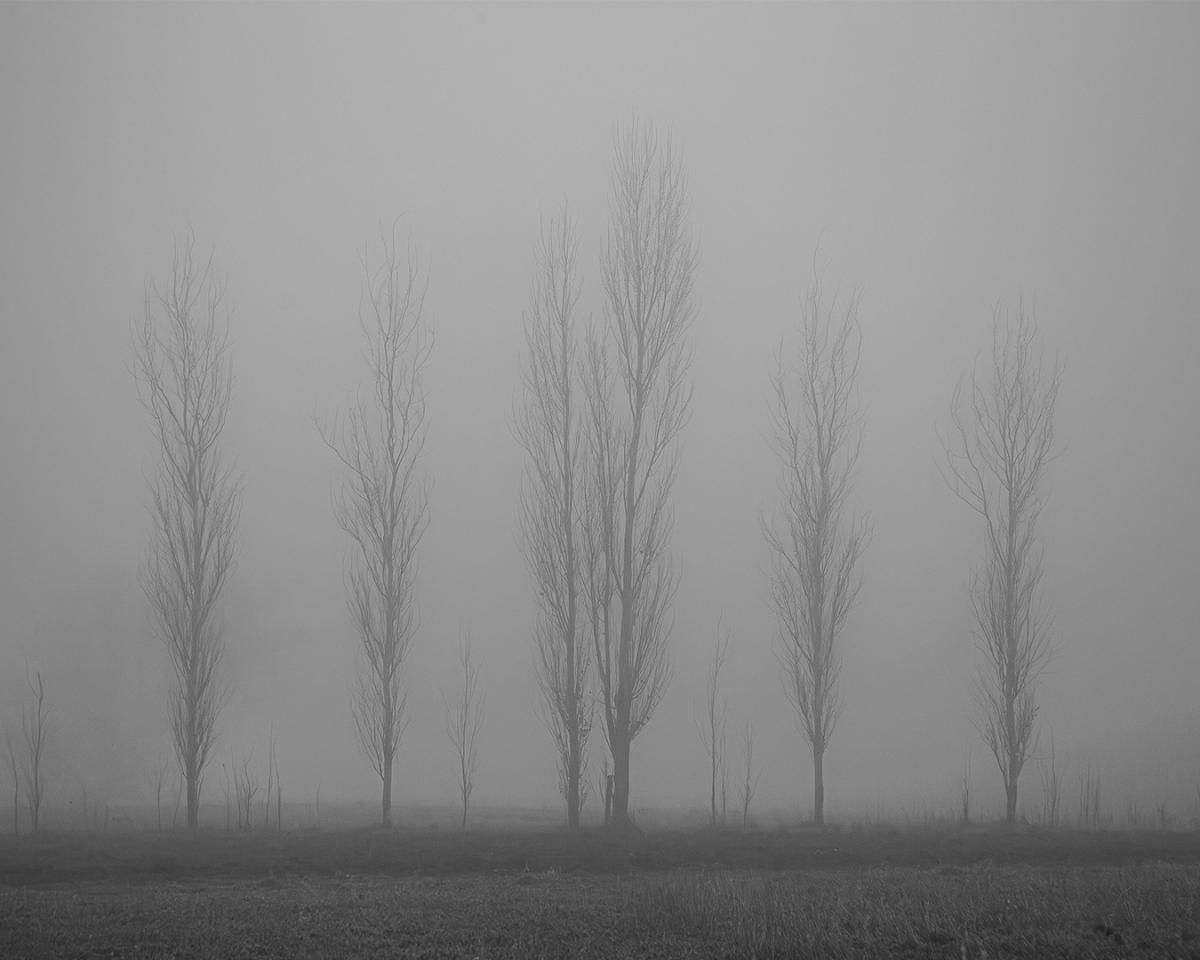 Competition entry: Sentinel Trees