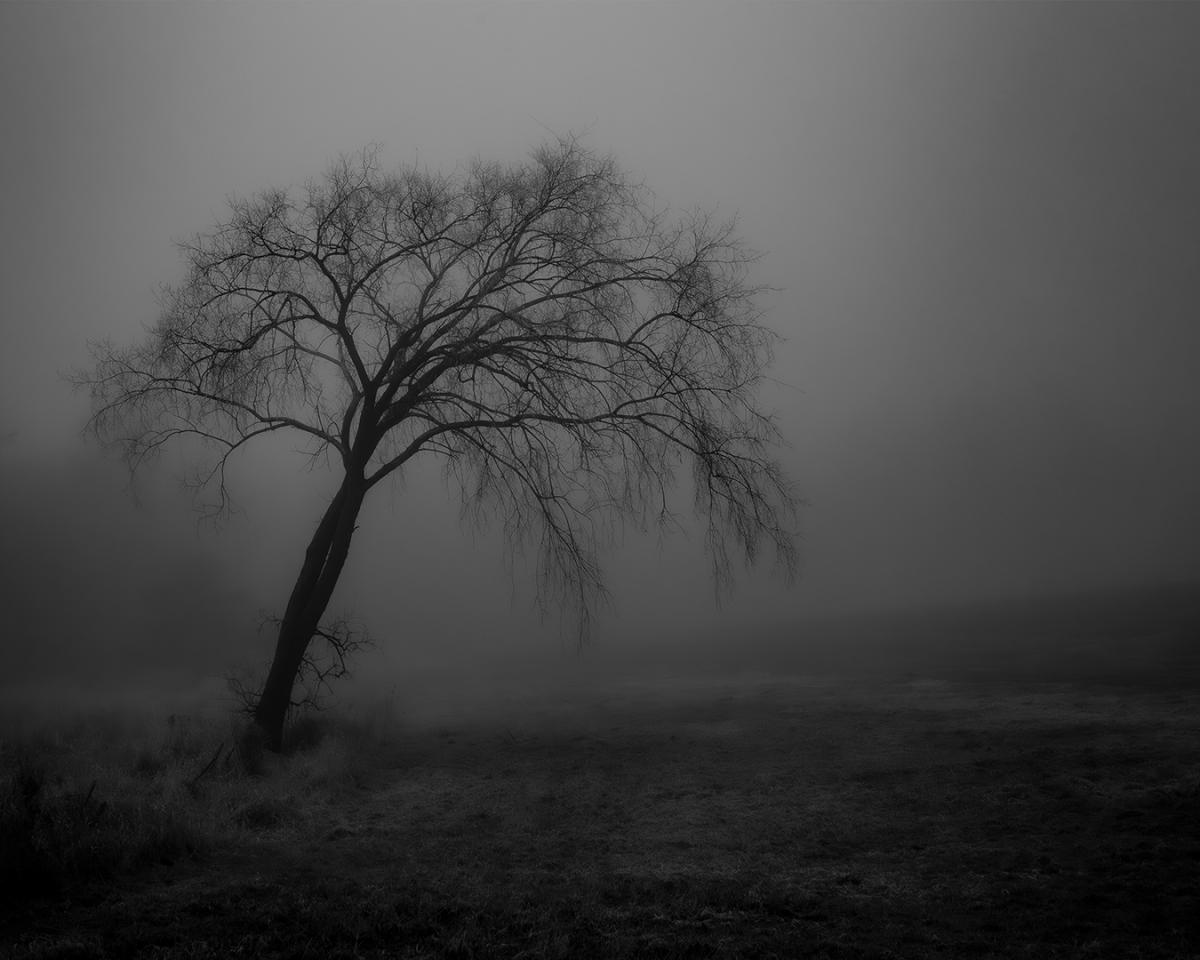 Competition entry: Tilted Tree